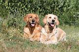 GOLDEN RETRIEVER 075